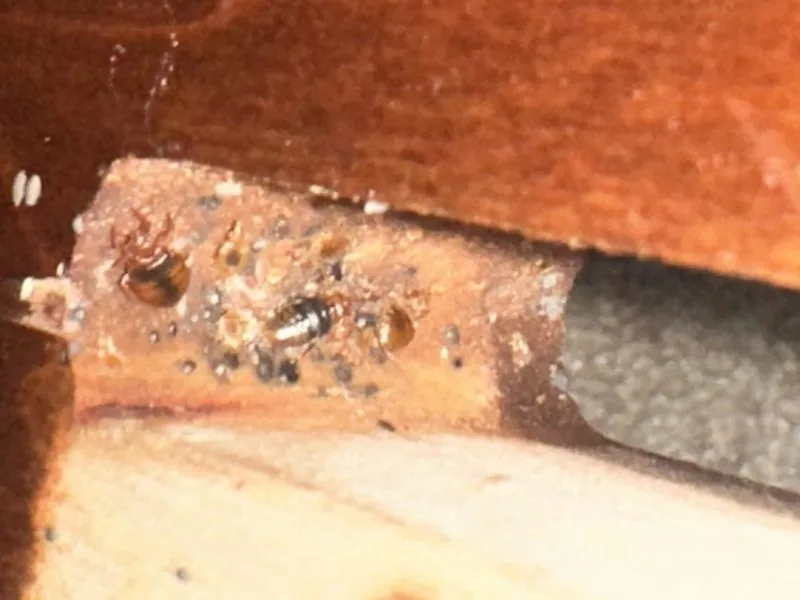 Bed bug signs found during an inspection - bed bugs control in Dublin, Ohio - Pest Control PRO LLC