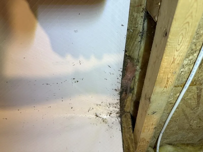 Carpenter ant nest found in structural wood - ants control in Dublin, Ohio - Pest Control PRO LLC