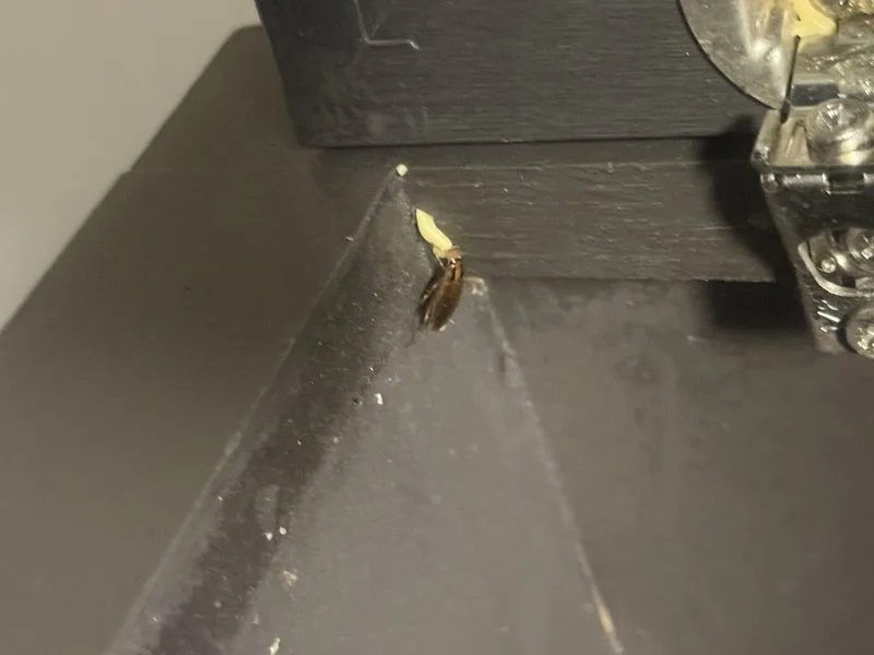 Cockroach gel bait being consumed - roaches control in Columbus, Ohio - Pest Control PRO LLC