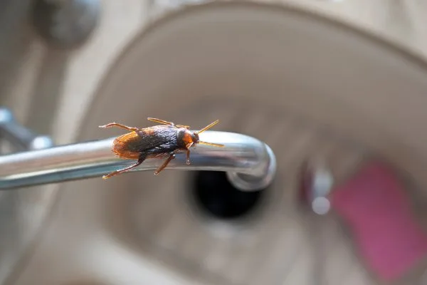 Dead cockroaches after gel bait treatment - roaches control in Columbus, Ohio - Pest Control PRO LLC