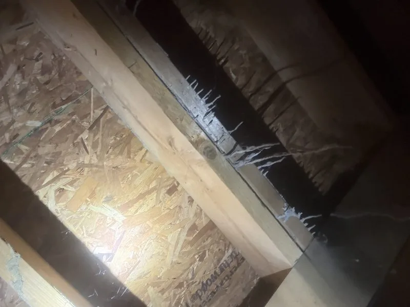 Termite treatment - termites control in Delaware, Ohio - Pest Control PRO LLC