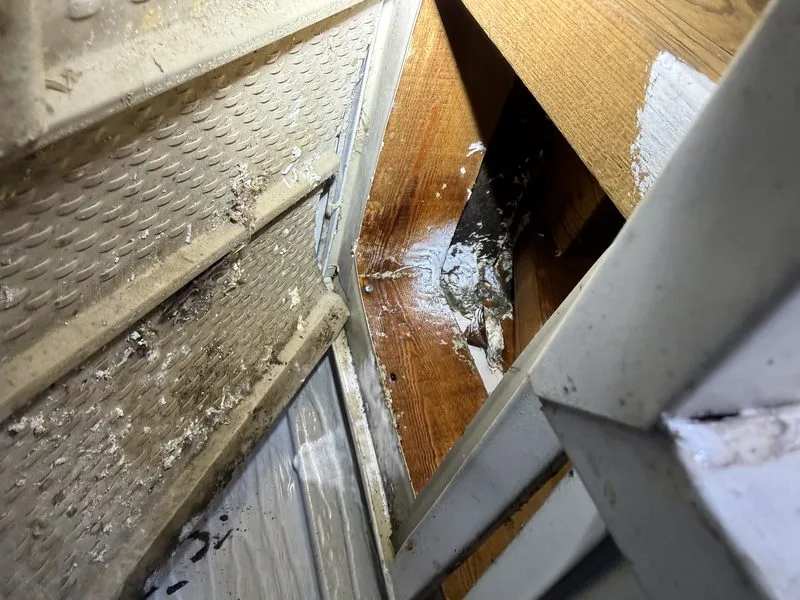 Stinging insect activity - stinging insects control in Hilliard, Ohio - Pest Control PRO LLC