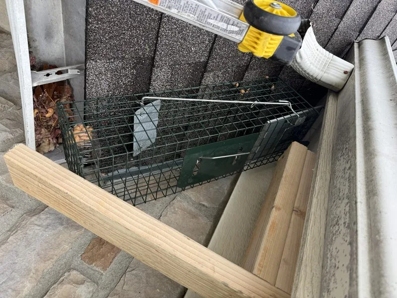 Wildlife exclusion work - wildlife control in Dublin, Ohio - Pest Control PRO LLC
