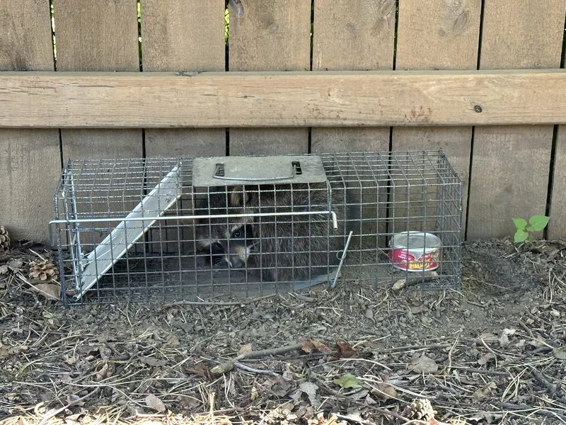 Wildlife removal on a property - wildlife control in Dublin, Ohio - Pest Control PRO LLC