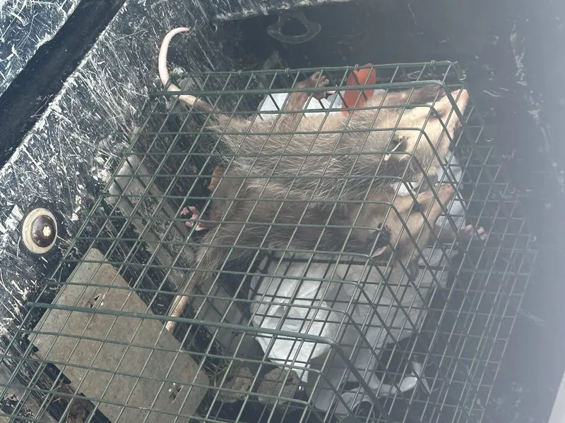 Wildlife removal - wildlife control in Worthington, Ohio - Pest Control PRO LLC