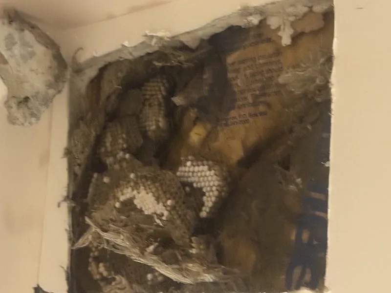 Yellow jacket nest removed - stinging insects control in Powell, Ohio - Pest Control PRO LLC